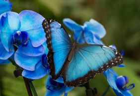 Benalmadena Butterfly Park: Entry Ticket