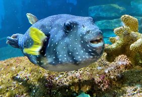 Amnéville Aquarium: Fast Track Ticket