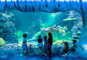 SEA LIFE Sydney Aquarium: Entry Ticket