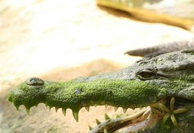 La Ferme aux Crocodiles: Entry Ticket