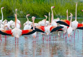 GaiaZOO: Entry Ticket