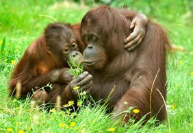 Cologne Zoo & Aquarium: Entry Ticket