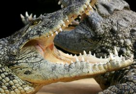 Alligator Bay: Entry Ticket