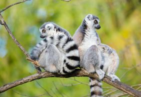 Woodland Park Zoo: Skip The Line Ticket