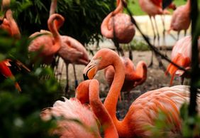 Flamingo Gardens: Skip The Line Ticket