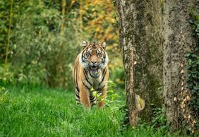 Nashville Zoo at Grassmere: Fast Track Ticket