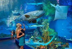 Cairns Aquarium: Entry Ticket