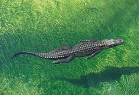 Everglades: 40-Minute Airboat Ride & Animal Sanctuary Admission