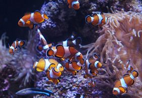 Bioparc Gijon Aquarium: Entry Ticket