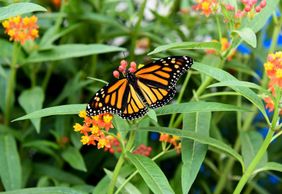 Niagara Falls Butterfly Conservatory: Entry Ticket