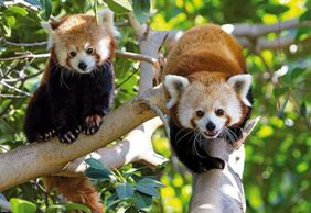 Loro Parque: Entry Ticket + Transport