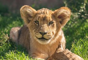 Phoenix Zoo: Entry Ticket