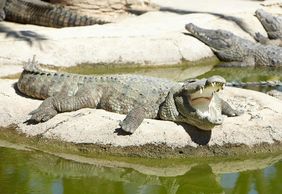 Crocodile Park Torremolinos: Entry Ticket