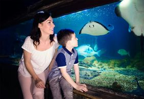 SEA LIFE Blankenberge: Entry Ticket