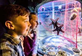 SEA LIFE Brighton: Standard Ticket