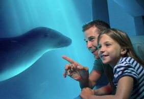 SEA LIFE Sunshine Coast: Entry Ticket