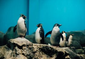 Underwater World Langkawi: Entry Ticket