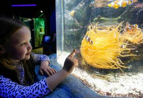 SEA LIFE Great Yarmouth: Entry Ticket