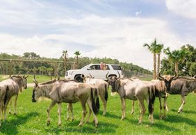 Wild Florida Drive-Thru Safari Park Admission