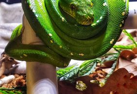 Franklin Drive Thru Safari: Entry Ticket