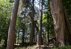 The Giants of Sila: Entry Ticket