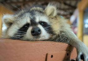 Langkawi Wildlife Park: Entry Ticket