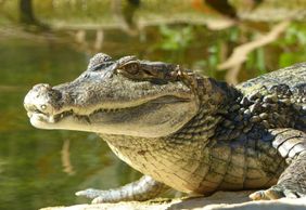 ZOA Parc: Entry Ticket