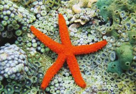 Aquarium of Cattolica: Entry Ticket + Lunch