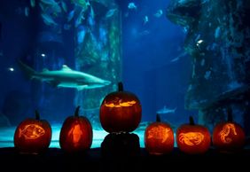 SEA LIFE Kansas City: Entry Ticket