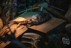 Bird Kingdom Niagara Falls: Entry Ticket