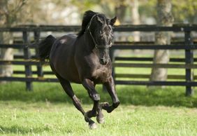 Irish National Stud & Gardens: Entry Ticket