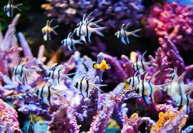 SEA LIFE Bangkok Ocean World: Entry Ticket