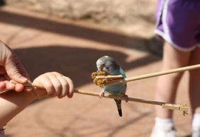 Peoria Zoo: Entry Ticket