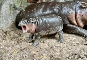 Khao Kheow Open Zoo: Entry Ticket