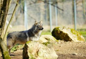 Thot Park: Entry Ticket