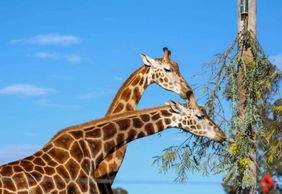 Hunter Valley Wildlife Park: Entry Ticket