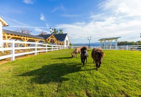 Skyland Ranch: Entry Ticket + Scenic Skyride Chairlift