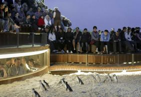 Phillip Island Nature Parks: Penguin Parade Entry Ticket