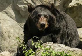 Stone Zoo: Entry Ticket