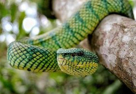 Bali Reptile Park: Entry Ticket