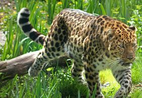 Zoo des Sables-d'Olonne: Entry Ticket