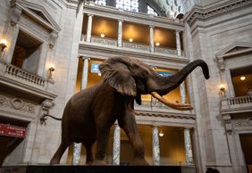 Washington D.C.: Smithsonian National Museum of Natural History Audio Tour