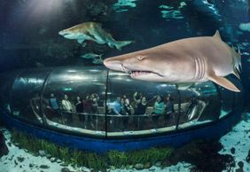 Barcelona Aquarium: Skip The Line Ticket
