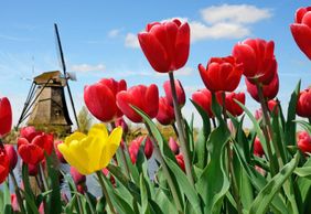 Keukenhof: Entry + Return Bus Transfer from A’dam Tower