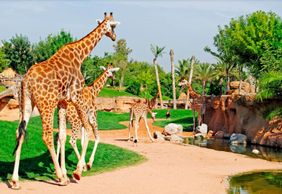 Bioparc Valencia: Fast Track Ticket