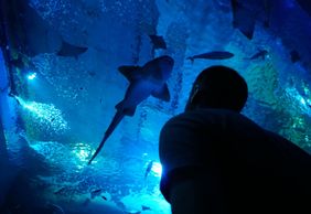 Seville Aquarium: Entry Ticket