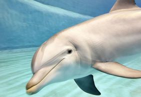 Oceanogràfic & Science Museum: Entry Ticket