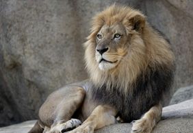 Zoo Atlanta: Entry Ticket