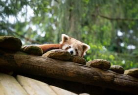 Amnéville Zoo: Fast Track Ticket