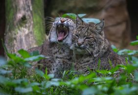 Lagos Zoo: Entry Ticket